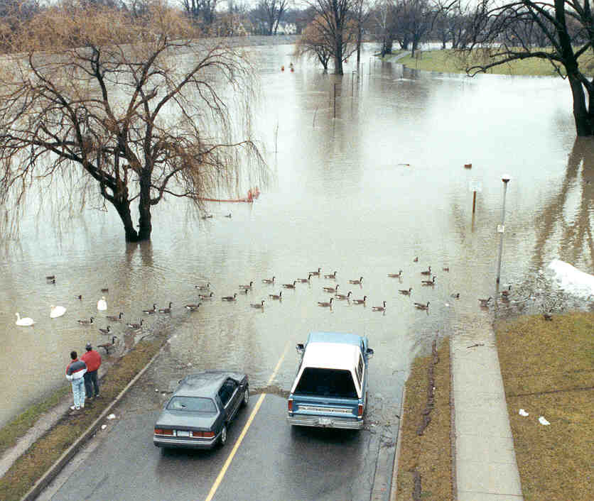 Photo - Canada Geese crossing road flooded by the Thames River, December 30, 1990 (Reproduced with permission from The London Free Press / Morris Lamont. Further reproduction without written permission from The London Free Press is prohibited.)