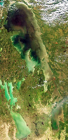 Satellite imagery shows green algal blooms in the north and south basins of Lake Winnipeg.