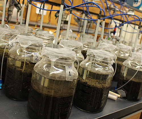 Image of several jars, filled with soil and water, in a lab setting at the University of Manitoba