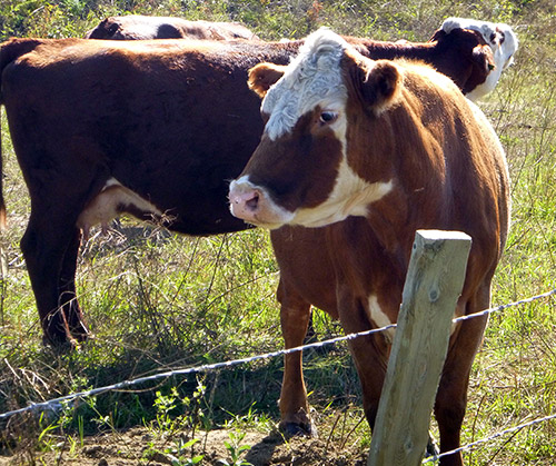 Photographie de vaches dans un champ