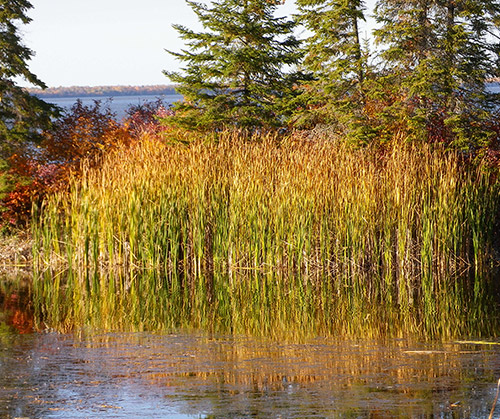 Image showing marsh grasses near Hecla Island in Lake Winnipeg