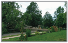 The photo shows an uprooted elm tree lying across a sidewalk and street, with a knocked over power pole and downed power lines  in the background.