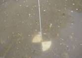Secchi disk used to measure water clarity is obscured. Source: Minnesota Pollution Control Agency