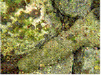 Rocks covered with algae. Source: Environment Canada 