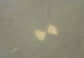 Secchi disk used to measure water clarity is highly obscured. Source: Minnesota Pollution Control Agency