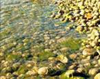 Rocks showing abundant growths of algae. Source: Environment Canada 