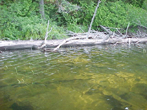 Image de Figure 2: Aspect du rivage et du littoral du lac Wishart avant l'enlèvement des débris de bois.