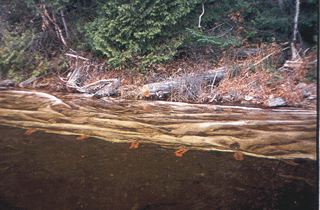 Figure 5: Water/gas permeable geotextile covering the nearshore bottom substrate of a portion of shoreline in Little Turkey Lake where woody debris was removed.