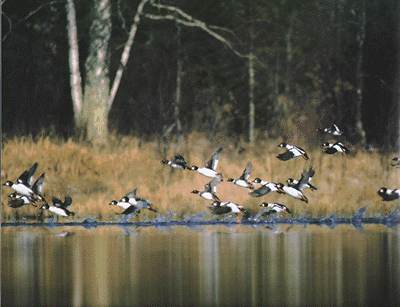 Picture of A flock of common goldeneyes (Bucephala clangula), the most common duck in the Algoma region.