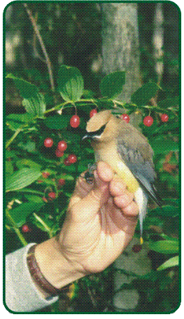 Image d'oiseaux chanteur