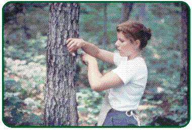 Picture of Forest Productivity