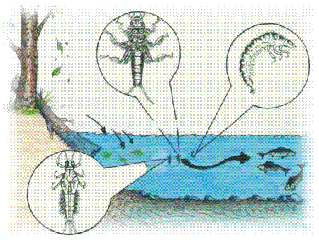 Picture of Harvesting Impacts on Headwater Streams