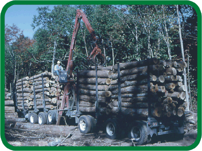 Picture of Figure 3: Forest Harvesting