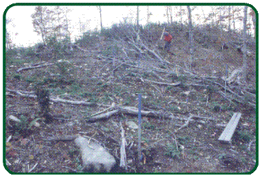 Image de Lessivage des éléments nutritifs du sol forestier