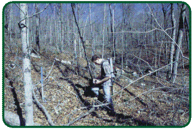 Image de Lessivage des éléments nutritifs du sol forestier