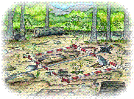 Picture of Nutrient Leaching From the Forest Soil