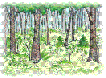 Image de Témoin non exploité - Parcelle 42