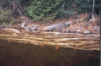Picture of Figure 3: Little Turkey Lake - 1999 Water/gas permeable geotextile covering the nearshore bottom substrate of a portion of shoreline where woody debris was removed (same wood removal treatment as Quinn Lake). The geotextile simulates uniformity associated with beach sand.