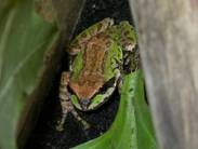Pacific tree frog found in plants shipment