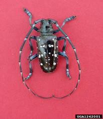 Asian long-horned beetle © Michael Bohne, USDA Forest Service, bugwood.org
