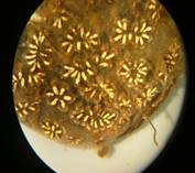 Golden star tunicate © Fisheries and Oceans Canada