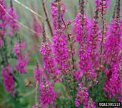 Purple loosestrife © John D. Byrd, Mississippi State University, bugwood.org