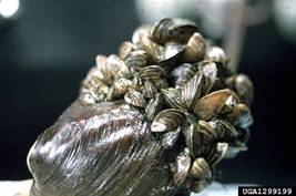Zebra mussel © Randy Westbrooks, U.S. Geological Survey, bugwood.org
