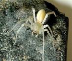 Araignée à pieds noirs est une exemple d'espèces exotiques © Tom Adams, Canadianarachnology.org