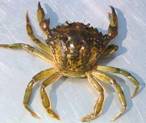 Green crab is an example of an aquatic invasive species © Fisheries and Oceans Canada