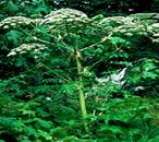 Giant Hogweed © Invasive Plant Council of BC, 2006