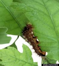Gypsy moth caterpillar © Scott Bauer, USDA Agricultural Research Service, Bugwood.org