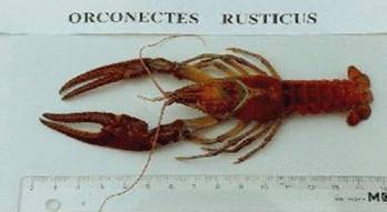 Rusty crayfish © Fisheries and Oceans Canada
