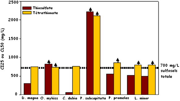 Figure 2 : Toxicité aiguë du thiosulfate et du tétrathionate pour Daphnia magna (létalité) et Oncorhynchus mykiss (létalité pour la Truite arc-en-ciel) et toxicité sublétale pour Ceriodaphnia dubia (reproduction), Pseudokirchneriella subcapitata (croissance), Pimephales promelas (Méné à grosse tête, croissance) et Lemna minor (nombre de frondes et poids sec)