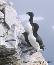 Photo of family of Thick Billed Murres on Prince Leopold Island