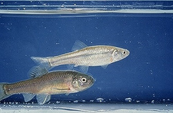 Image of fathead minnow, a species used in industrial effluent testing | Photo: Environment Canada