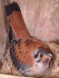 American kestrel incubating eggs in nest box |  Photo: Glenn Barrett