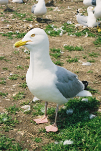 Image of herring gull in Great Lakes | Photo: Ian Parsons, Environment Canada