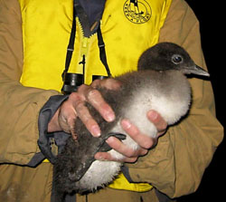 Common loon chick about to be released back into the wild after having feather and blood samples taken for mercury analysis | Photo: Environment Canada