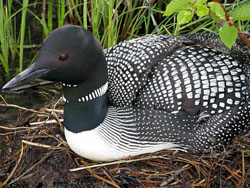 Adult common loon on nest | Photo: Environment Canada