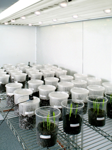 Image of laboratory growth chamber | Photo: Lee Beaudette, Environment Canada
