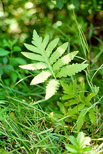 Herbicide bleaching on species of fern | Photo: Céline Boutin