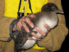 Common loon chick about to be released back into the wild after having feather and blood samples taken for mercury analysis| Photo: Environment Canada