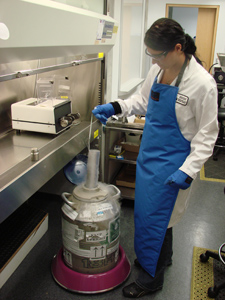 Laboratory technician preparing samples for cryogenic freezing
