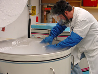 Laboratory technician at cryogenic freezer