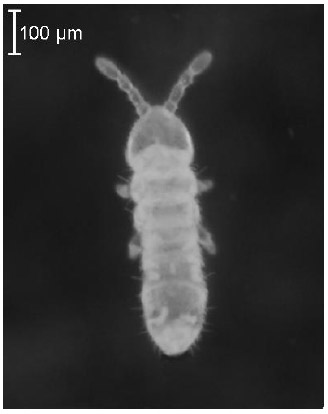 Figure 3. F. candida âgé de 10-12 jours, issu d’un élevage synchrone