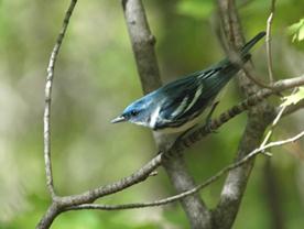 Photo : Paruline azurée