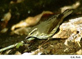 Photo : Paruline hochequeue