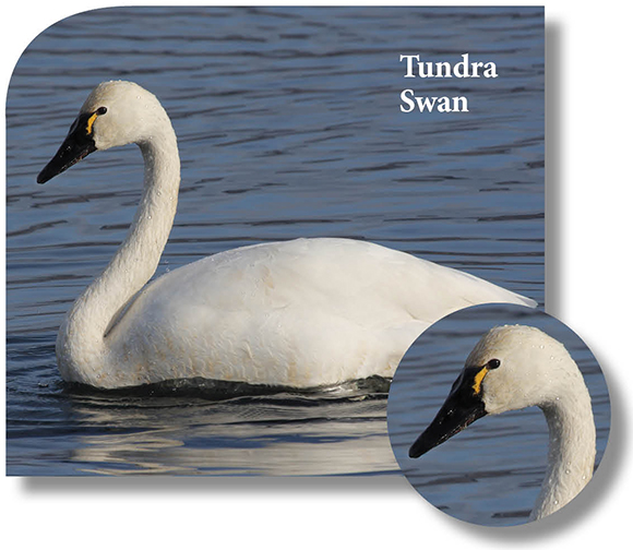 Photo of Tundra Swan