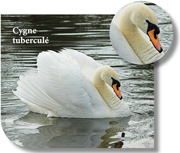 Photo de Cygne tuberculé