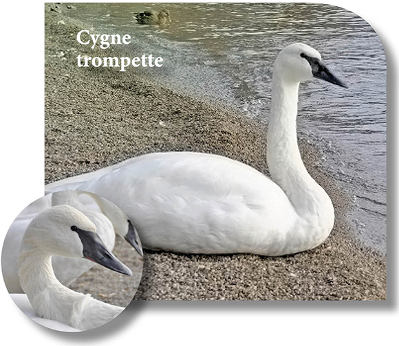 Photo de Cygne trompette